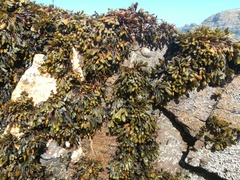 Fucus guiryi