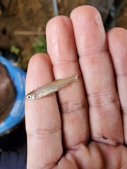 Lythrurus umbratilis