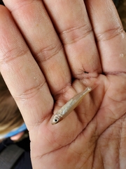 Lythrurus umbratilis