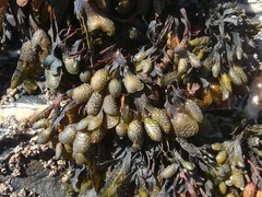 Fucus guiryi