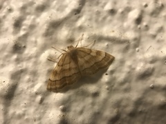 Idaea circuitaria