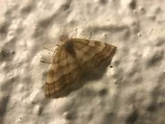 Idaea circuitaria