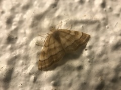 Idaea circuitaria