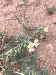 Tetraclea coulteri