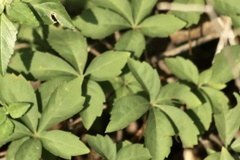 Parthenocissus quinquefolia