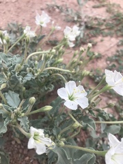 Acleisanthes diffusa