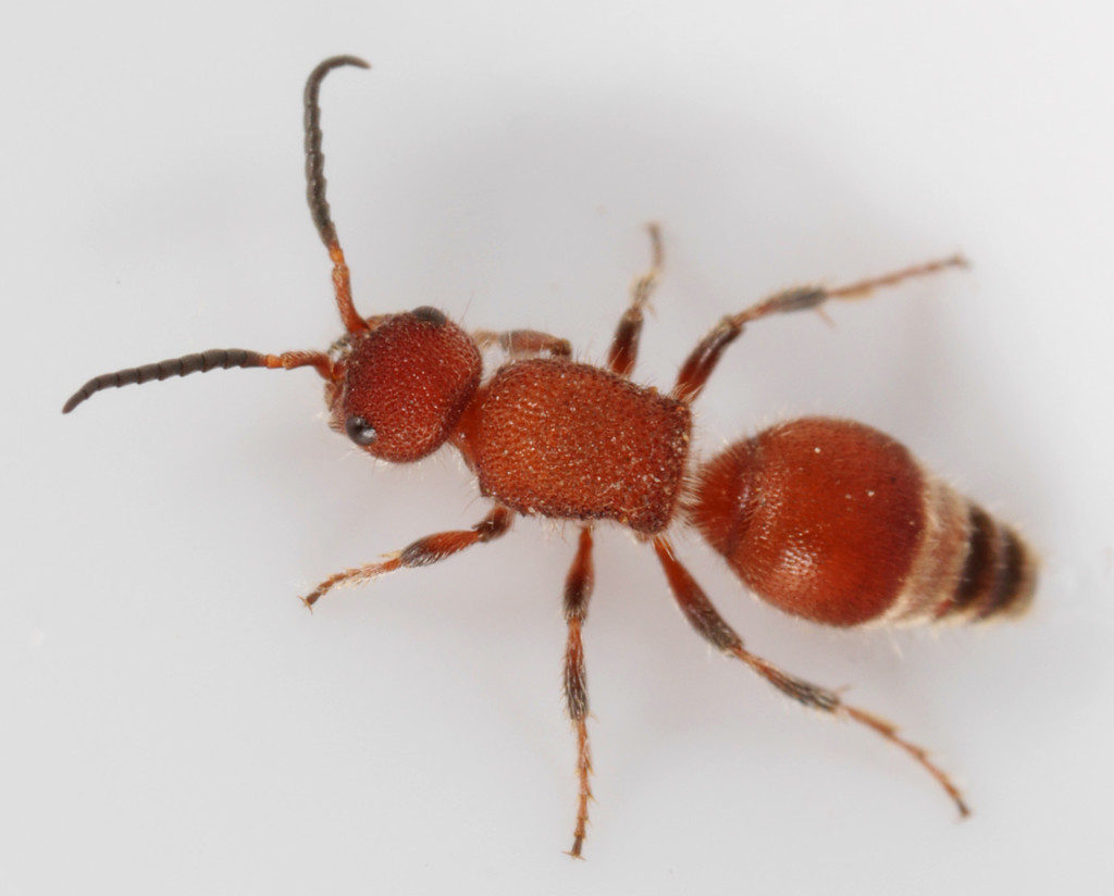 Photomorphus