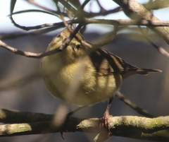 Phylloscopus ibericus