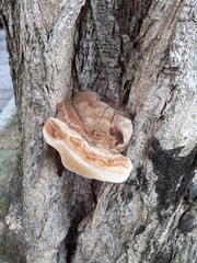 Fomitiporia hartigii