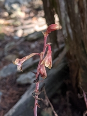 Bletia nitida