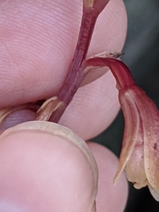Bletia nitida