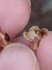Bletia nitida