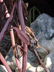 Bletia nitida