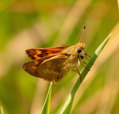 Polites sonora flavaventris