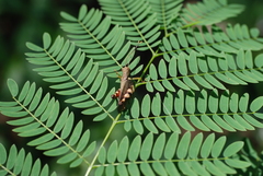 Apalacris varicornis