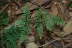 Cheilanthes tenuifolia