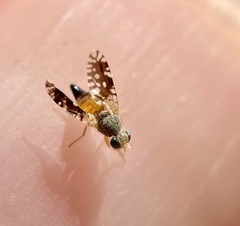 Euaresta bellula