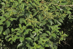 Ligustrum lucidum