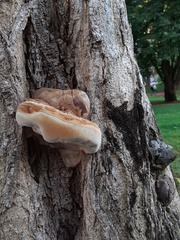 Fomitiporia hartigii