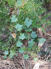 Delairea odorata