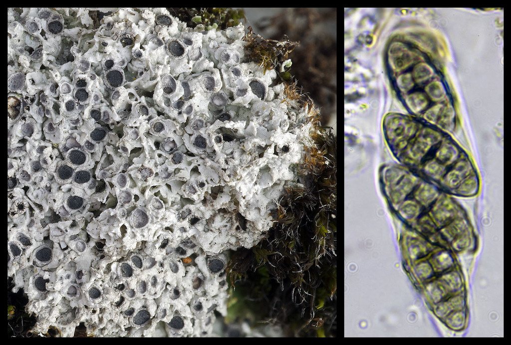 Cowpie Lichen