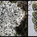 Diploschistes muscorum - Photo (c) Richard Droker,  זכויות יוצרים חלקיות (CC BY-NC-ND)