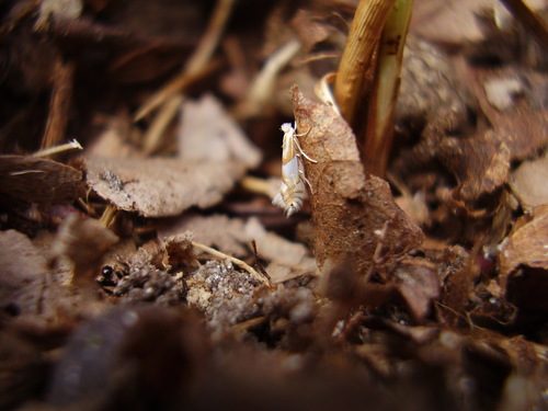 Gold-bent Midget