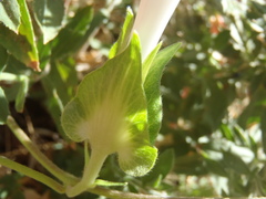 Ipomoea pubescens