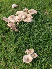 Chlorophyllum molybdites