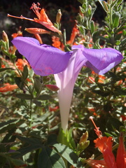 Ipomoea pubescens