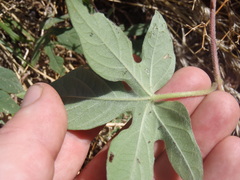 Ipomoea pubescens