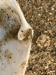 Periploma planiusculum