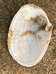 Periploma planiusculum