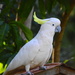 Greater Sulphur-crested Cockatoo - Photo (c) Johann Stock, some rights reserved (CC BY-NC), uploaded by Johann Stock