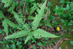Dicranopteris