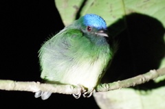 Lepidothrix coronata