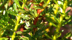 Haloragis acutangula