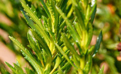 Haloragis acutangula