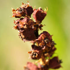 Haloragis acutangula