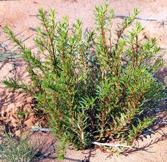 Haloragis acutangula