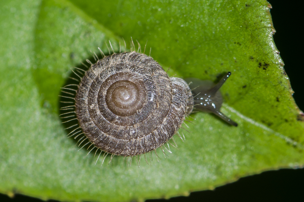 Endothyrella plectostoma