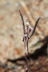 Streptanthus batrachopus