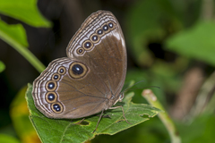 Ethope himachala