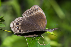 Ethope himachala