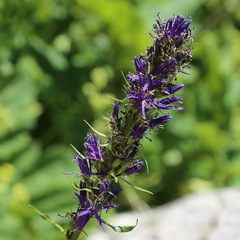 Asyneuma campanuloides