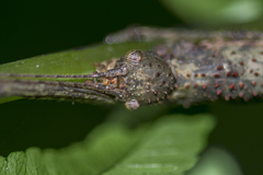Sosibia