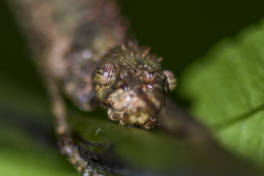 Sosibia