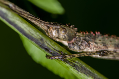 Sosibia