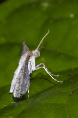 Thyrididae