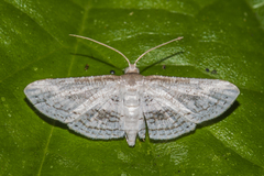 Thyrididae